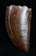 Top Quality Carcharodontosaurus Tooth - #7125-3